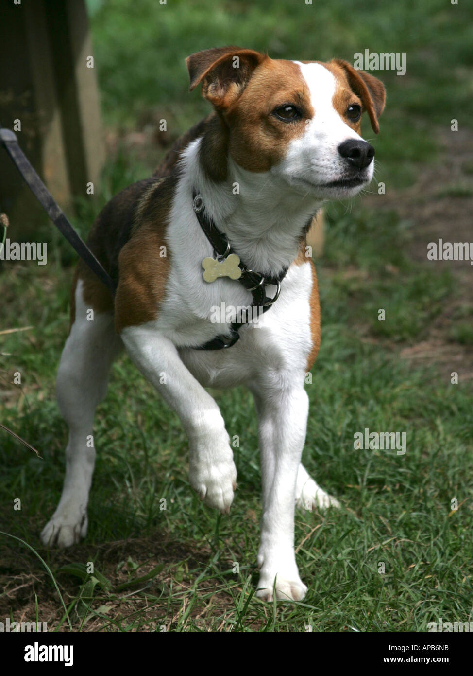 Un ritratto di un jack russell. Foto Stock