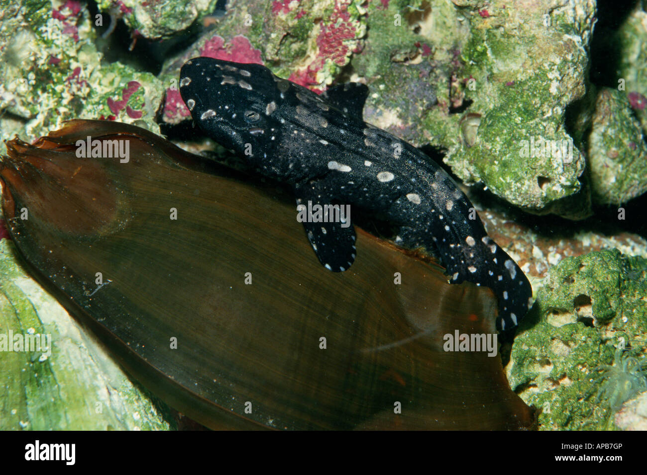 Whitespotted squalo Bamboo Chiloscyllium plagiosum cova uova dal caso Foto Stock