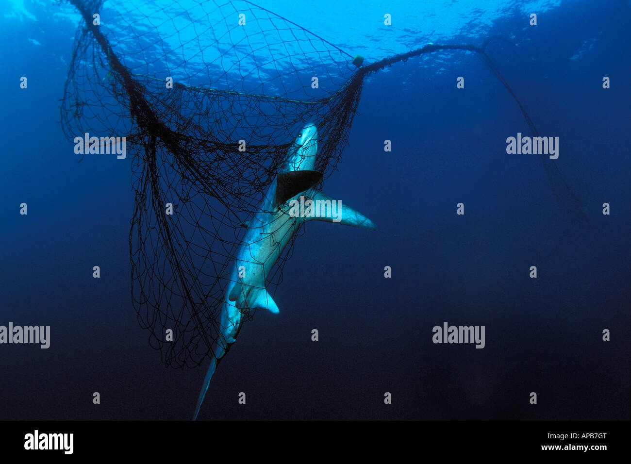 La trebbiatrice shark Alopias vulpinus in drift gill net mare di Cortez Messico Foto Stock