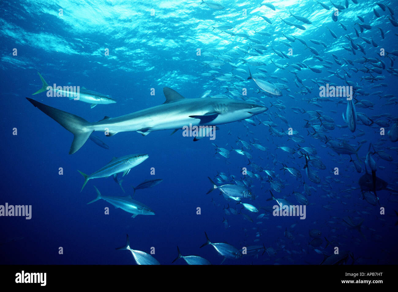 Silky shark Carcharhinus falciformis Foto Stock
