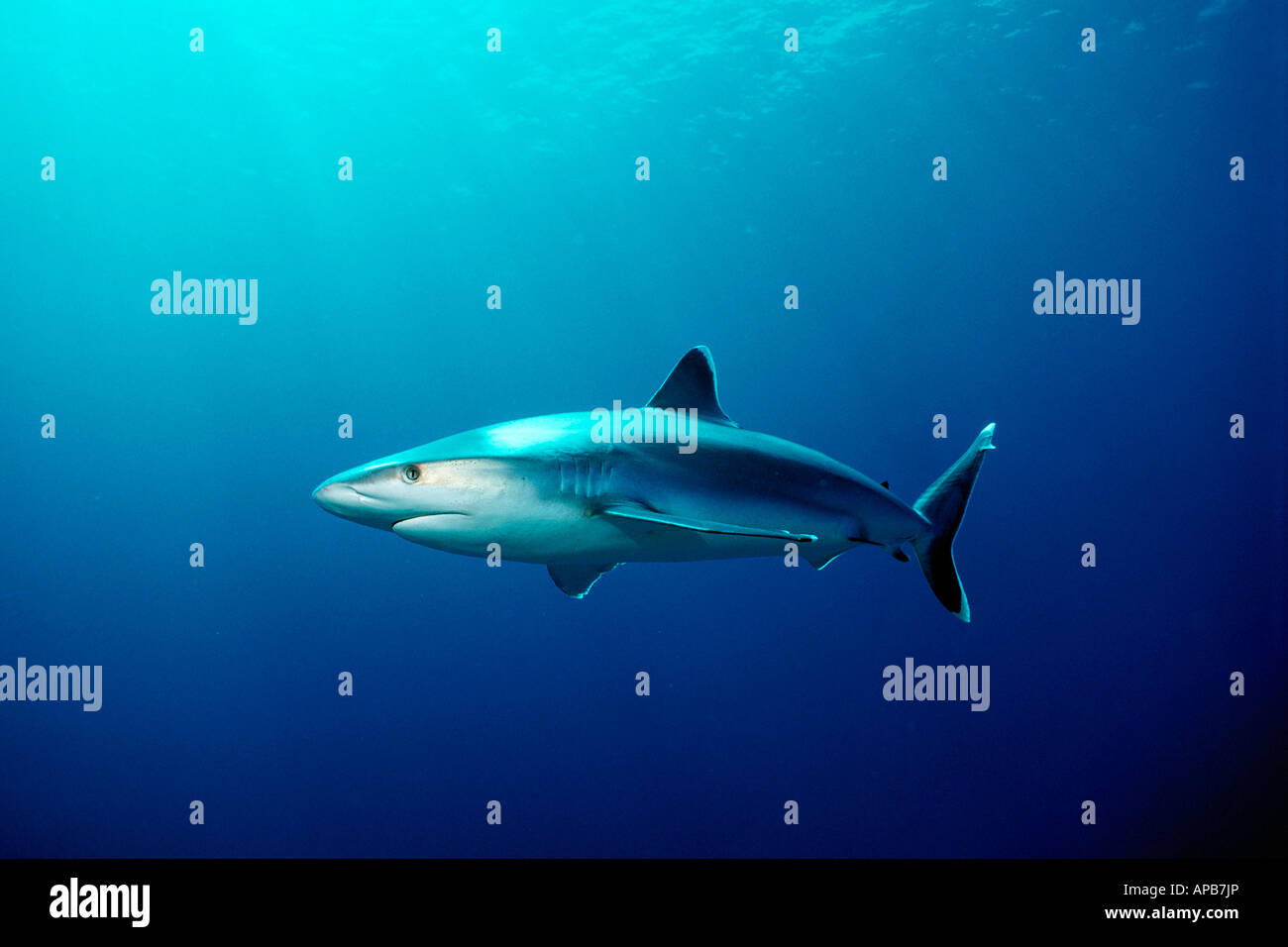 Silvertip shark Carcharhinus albimarginatus Tuamotus Oceano Pacifico Foto Stock