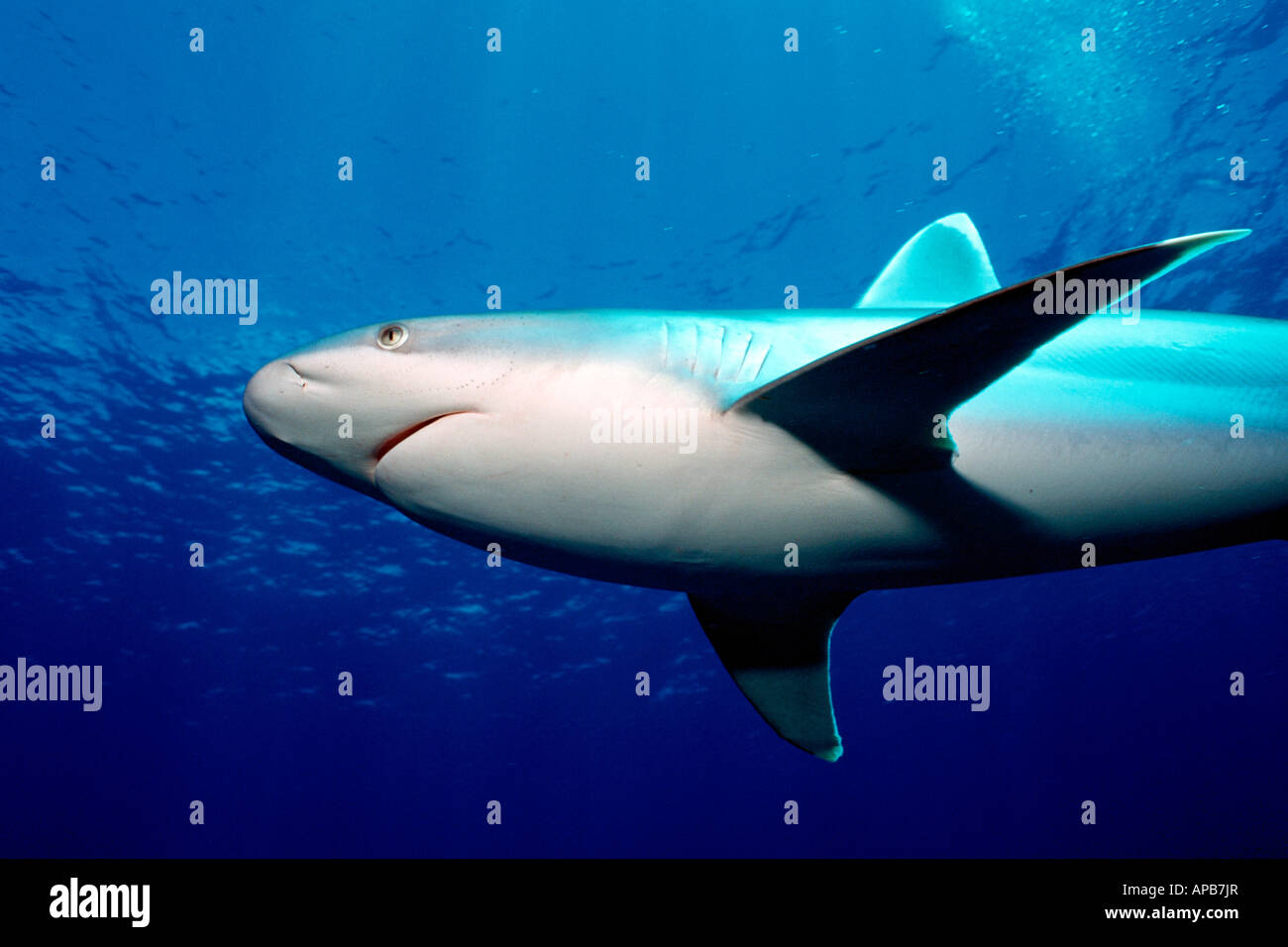 Silvertip shark Carcharhinus albimarginatus Tuamotus Oceano Pacifico Foto Stock