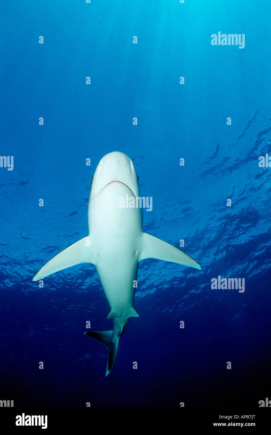 Silvertip shark Carcharhinus albimarginatus Tuamotus Oceano Pacifico Foto Stock
