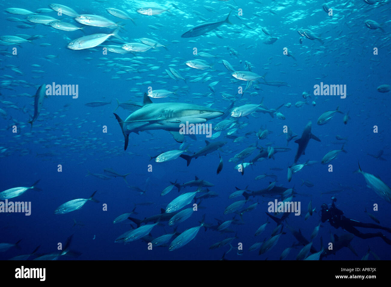 Silky shark Carcharhinus falciformis Foto Stock