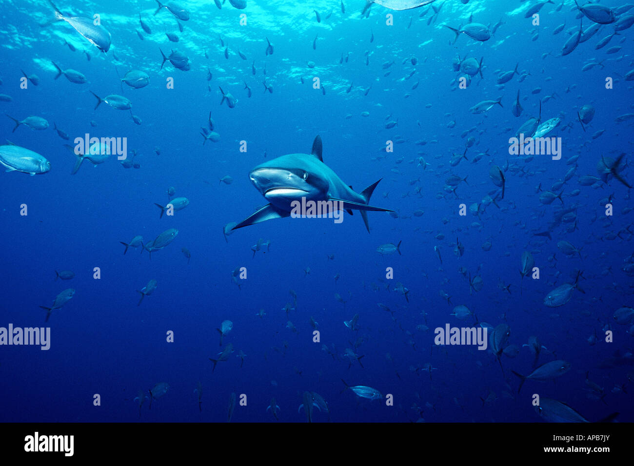 Silky shark Carcharhinus falciformis Foto Stock