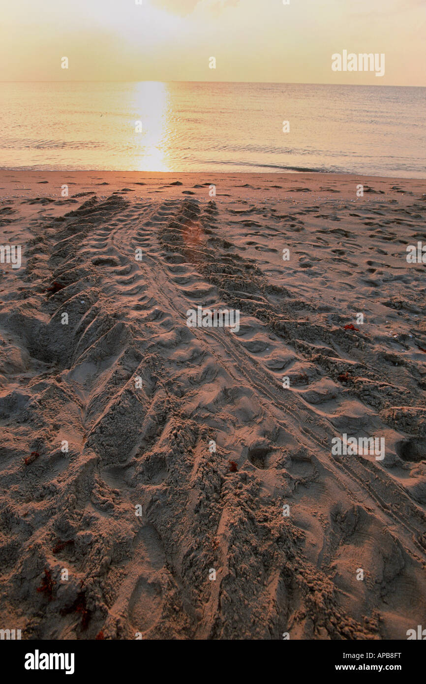 Tartarughe marine tracce di nesting Foto Stock