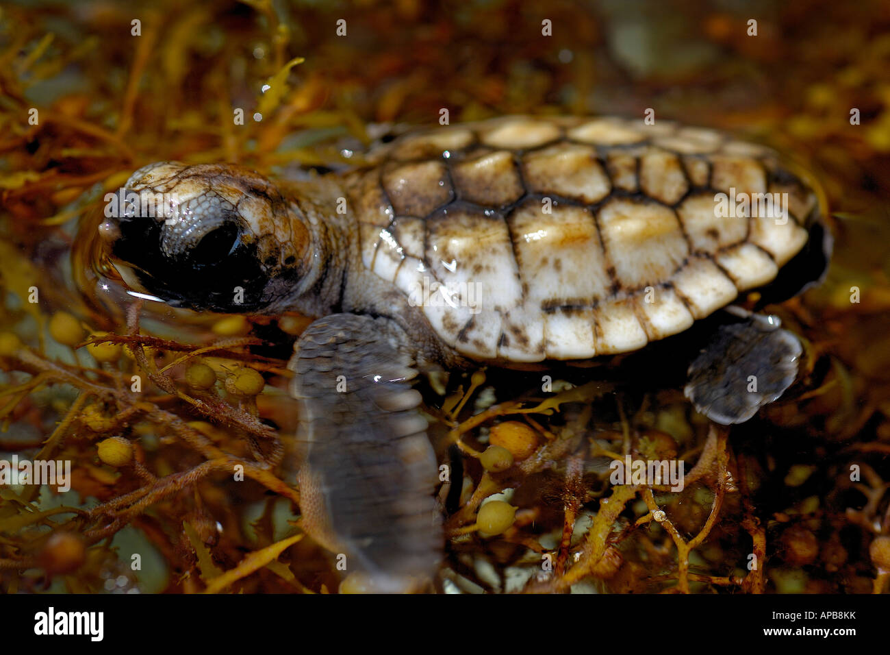 Per tartarughe marine caretta caretta Foto Stock