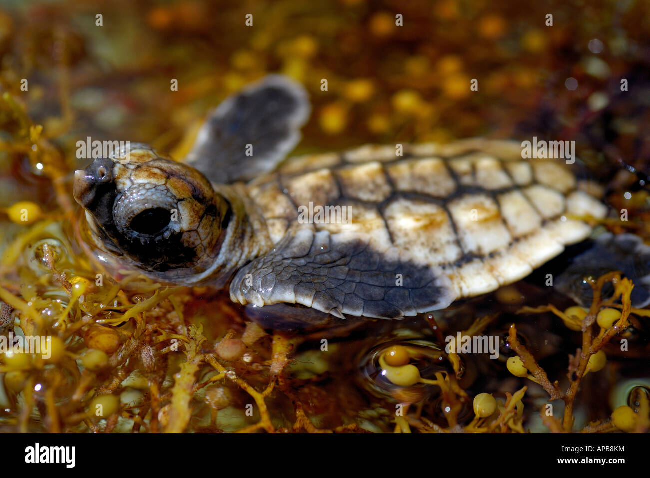 Per tartarughe marine caretta caretta Foto Stock