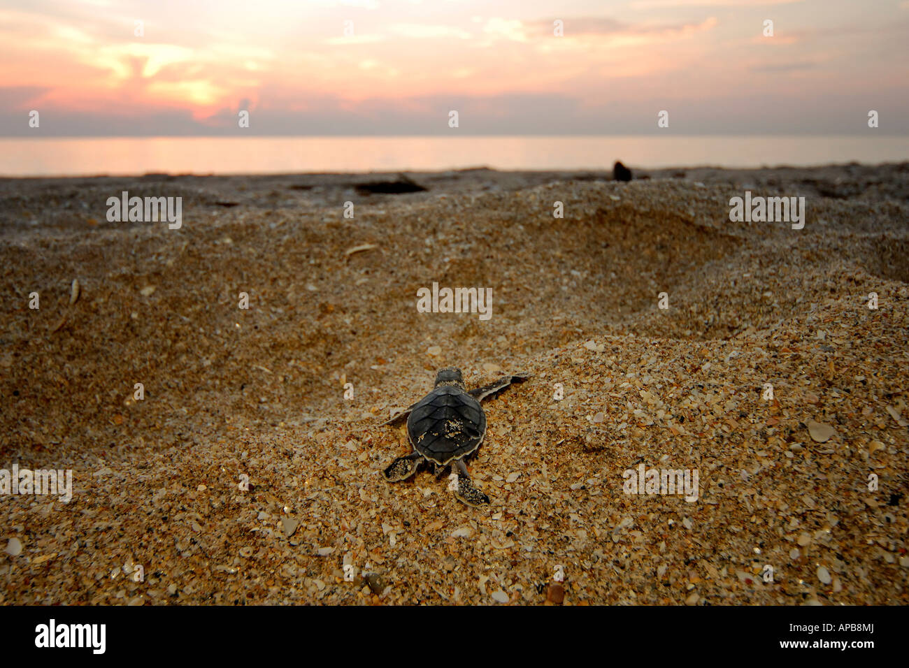 Tartaruga Verde Chelonia Mydas Foto Stock