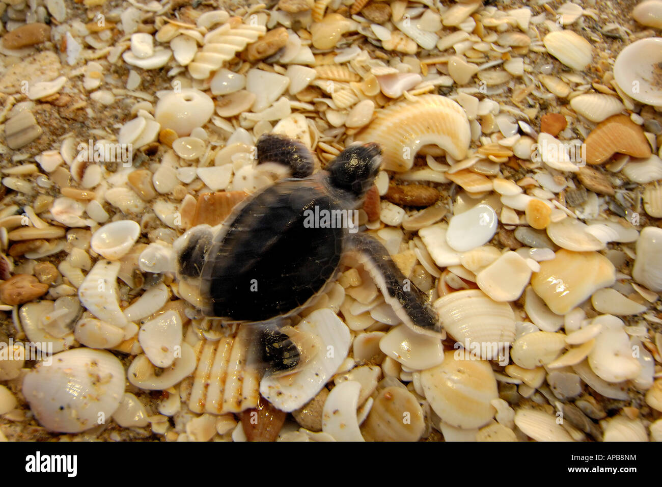 Tartaruga Verde Chelonia Mydas Foto Stock