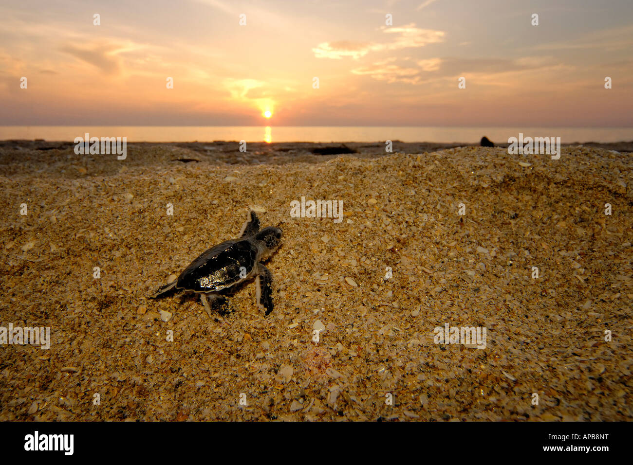 Tartaruga Verde Chelonia Mydas Foto Stock