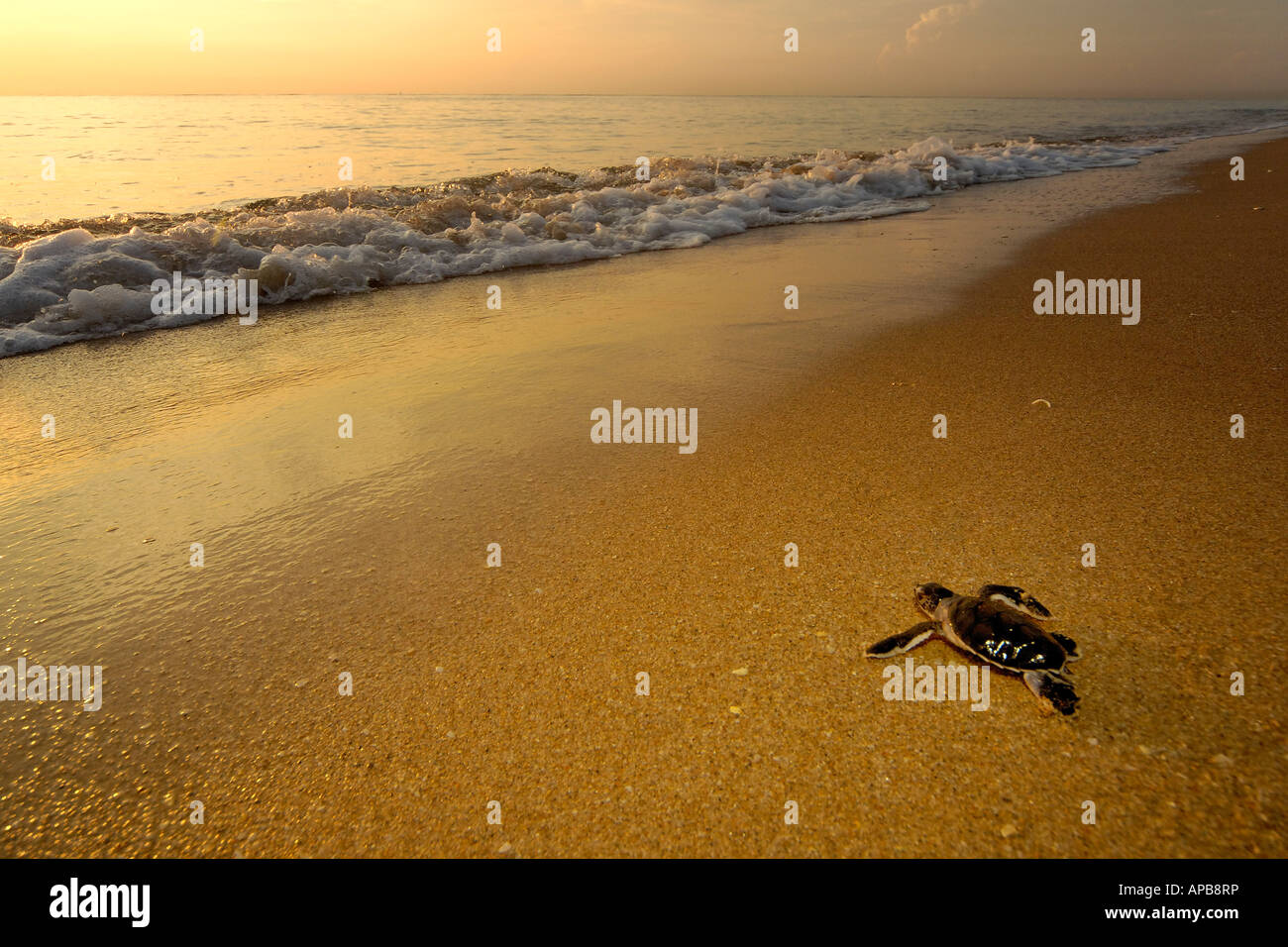 Tartaruga Verde Chelonia Mydas Foto Stock