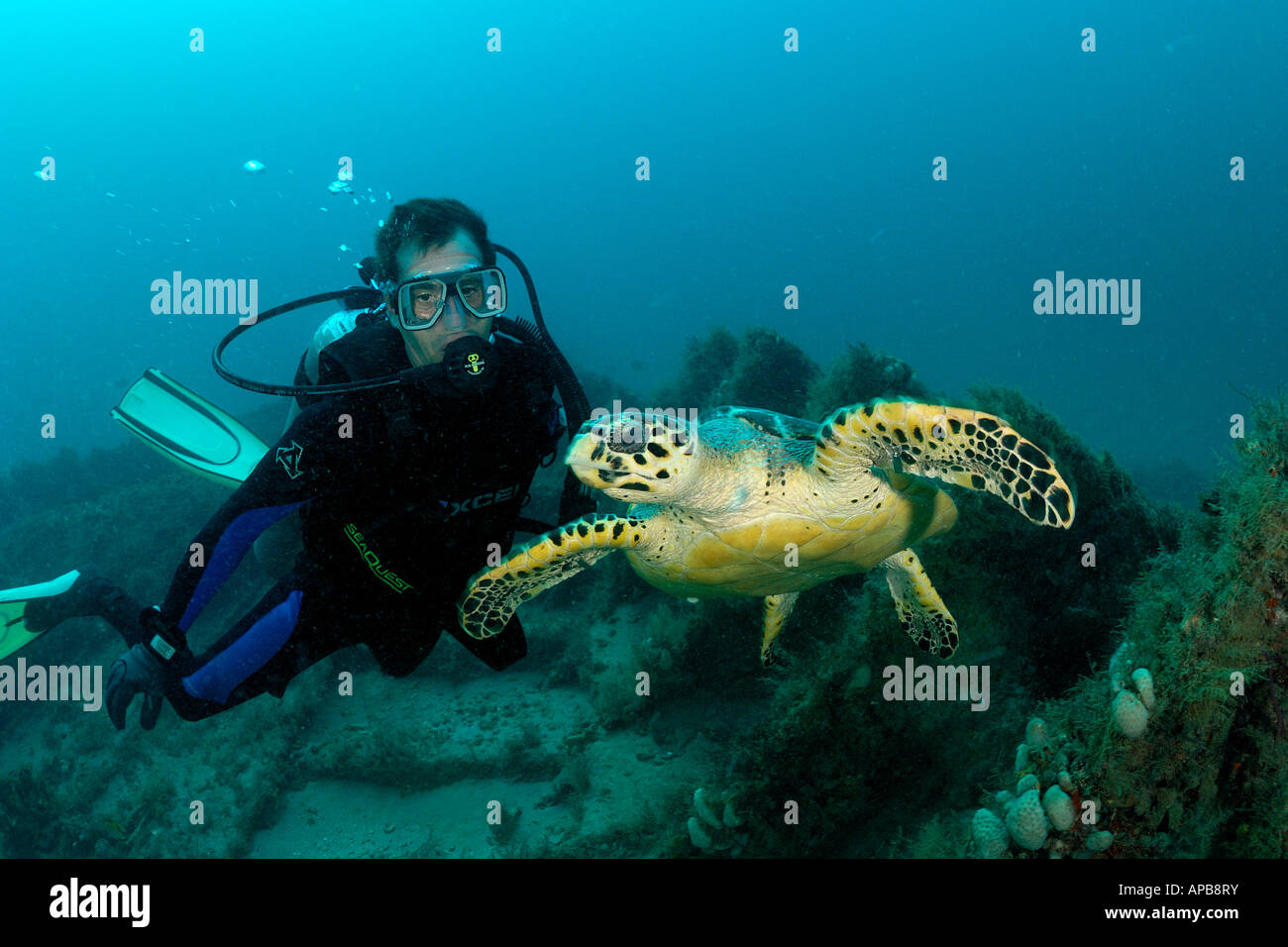 Hawskbill SEA TURTLE Eretmochelys imbricata con scuba diver Foto Stock