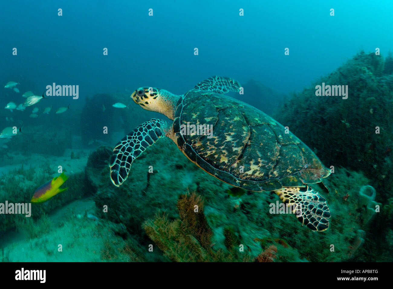 Hawskbill SEA TURTLE Eretmochelys imbricata Foto Stock