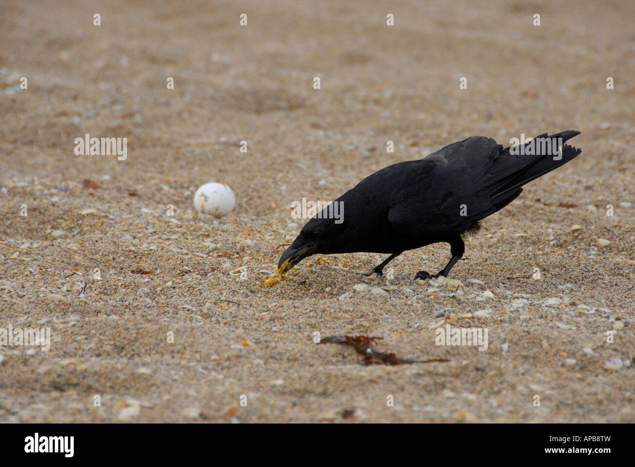 Tartaruga di mare la predazione di uova da un corvo Foto Stock