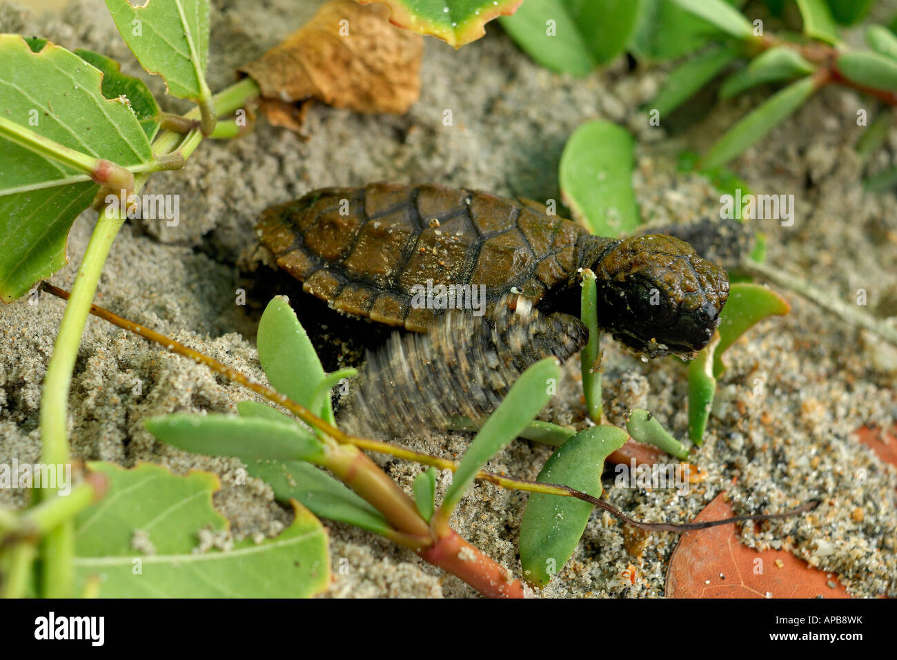 Hawskbill SEA TURTLE Eretmochelys imbricata Foto Stock