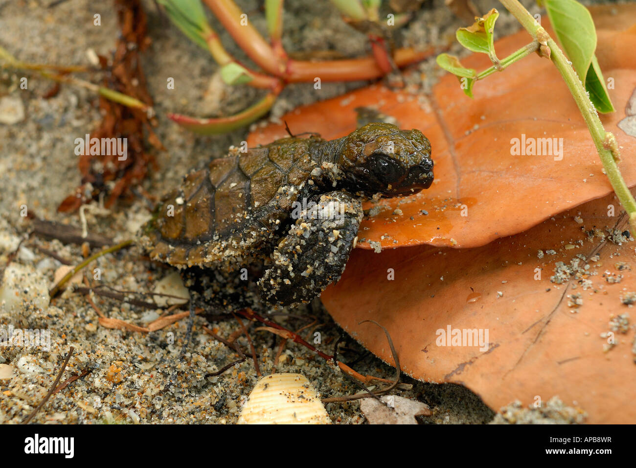 Hawskbill SEA TURTLE Eretmochelys imbricata Foto Stock