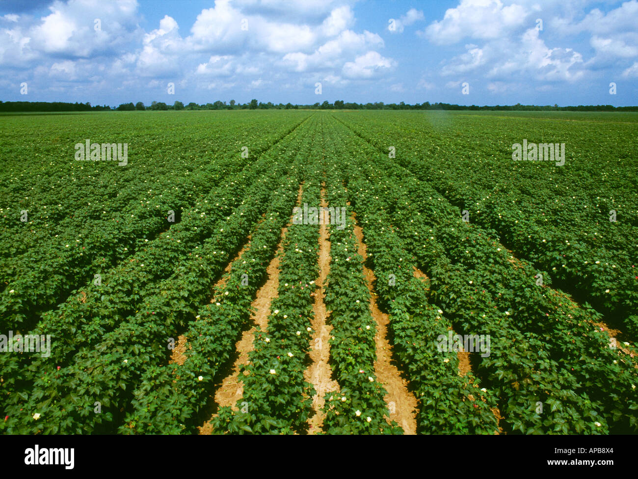 Agricoltura - una metà della crescita campo di cotone al fiore palcoscenico / Mississippi, Stati Uniti d'America. Foto Stock