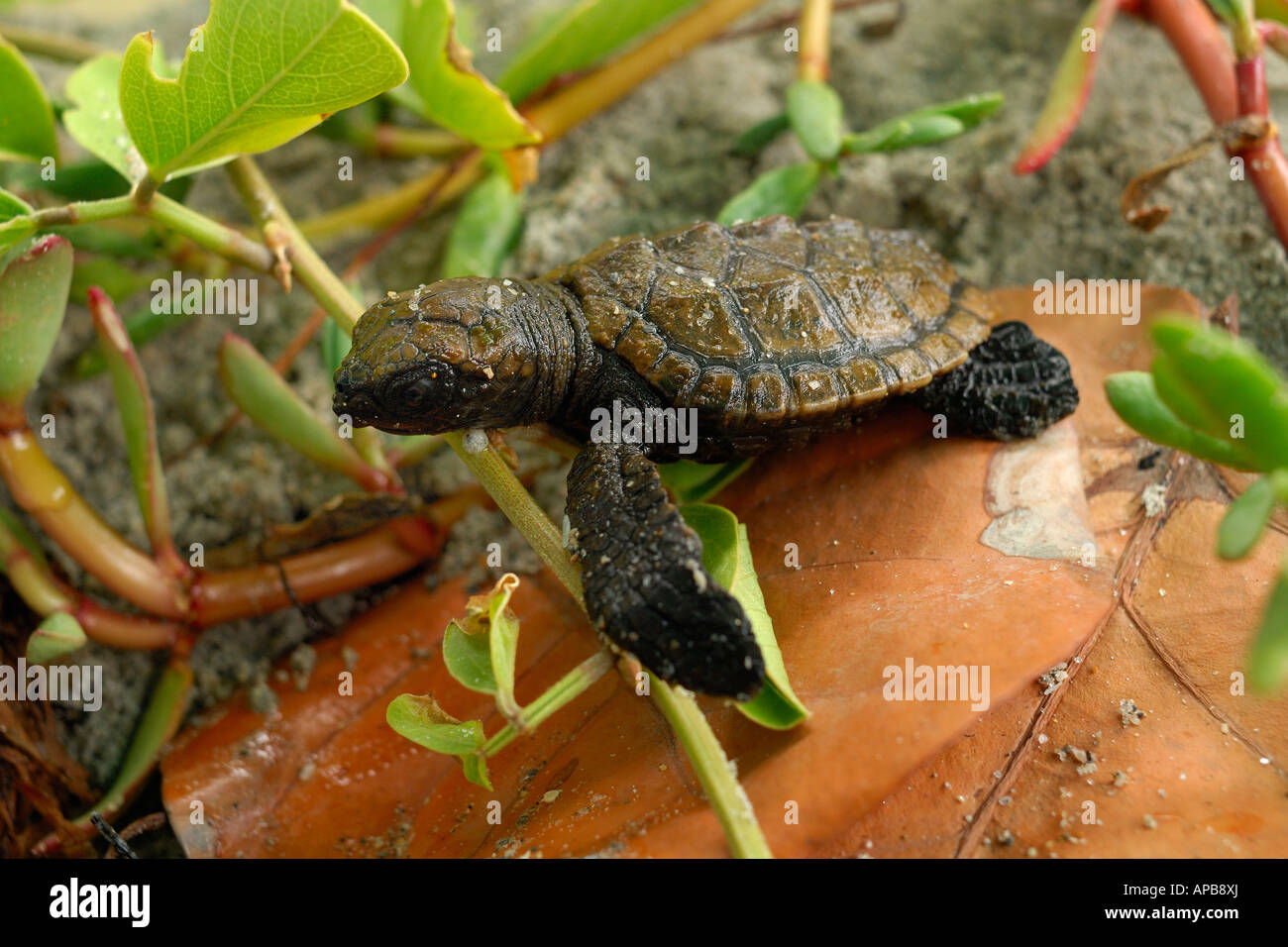 Hawskbill SEA TURTLE Eretmochelys imbricata Foto Stock