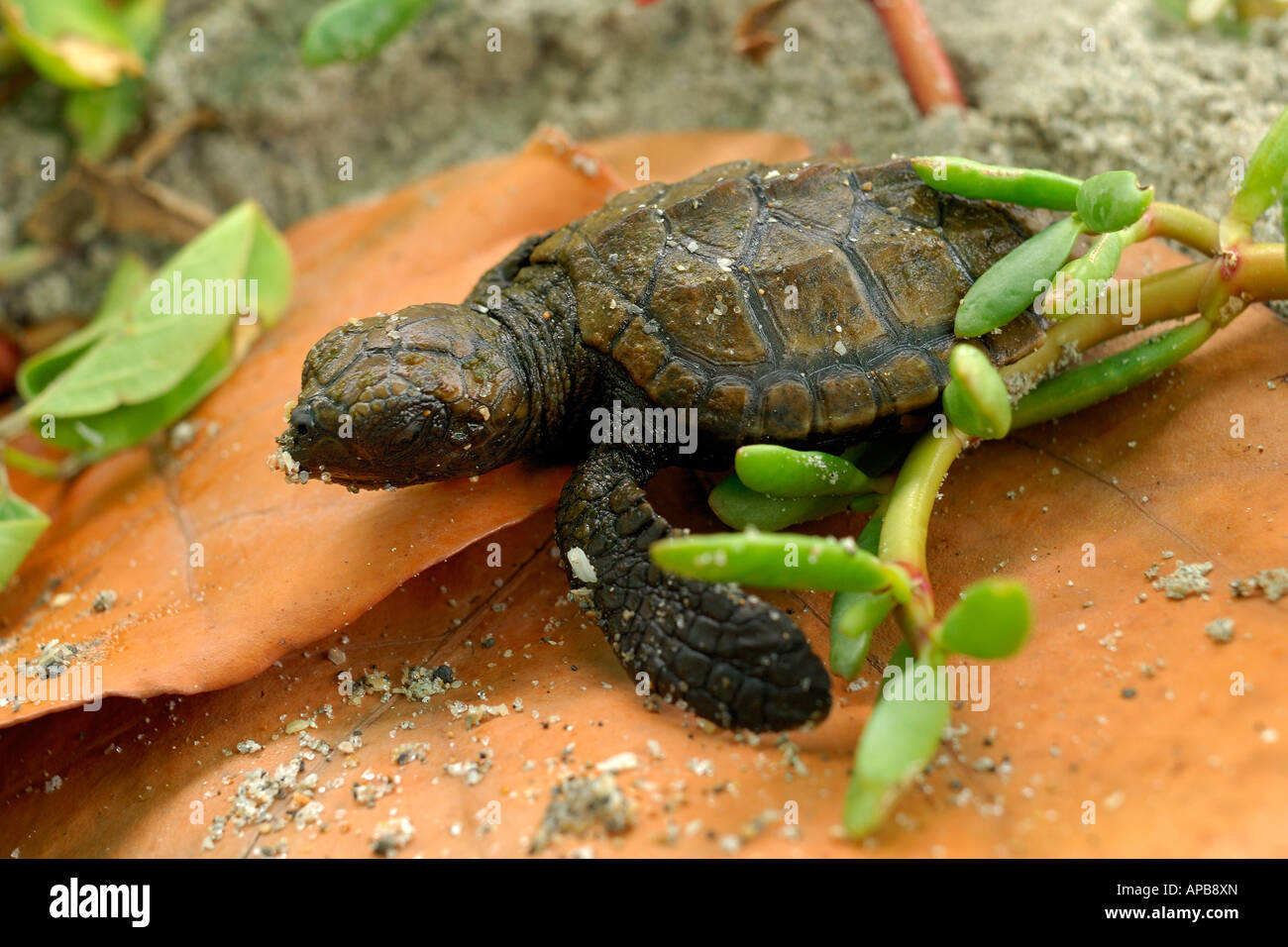 Hawskbill SEA TURTLE Eretmochelys imbricata Foto Stock