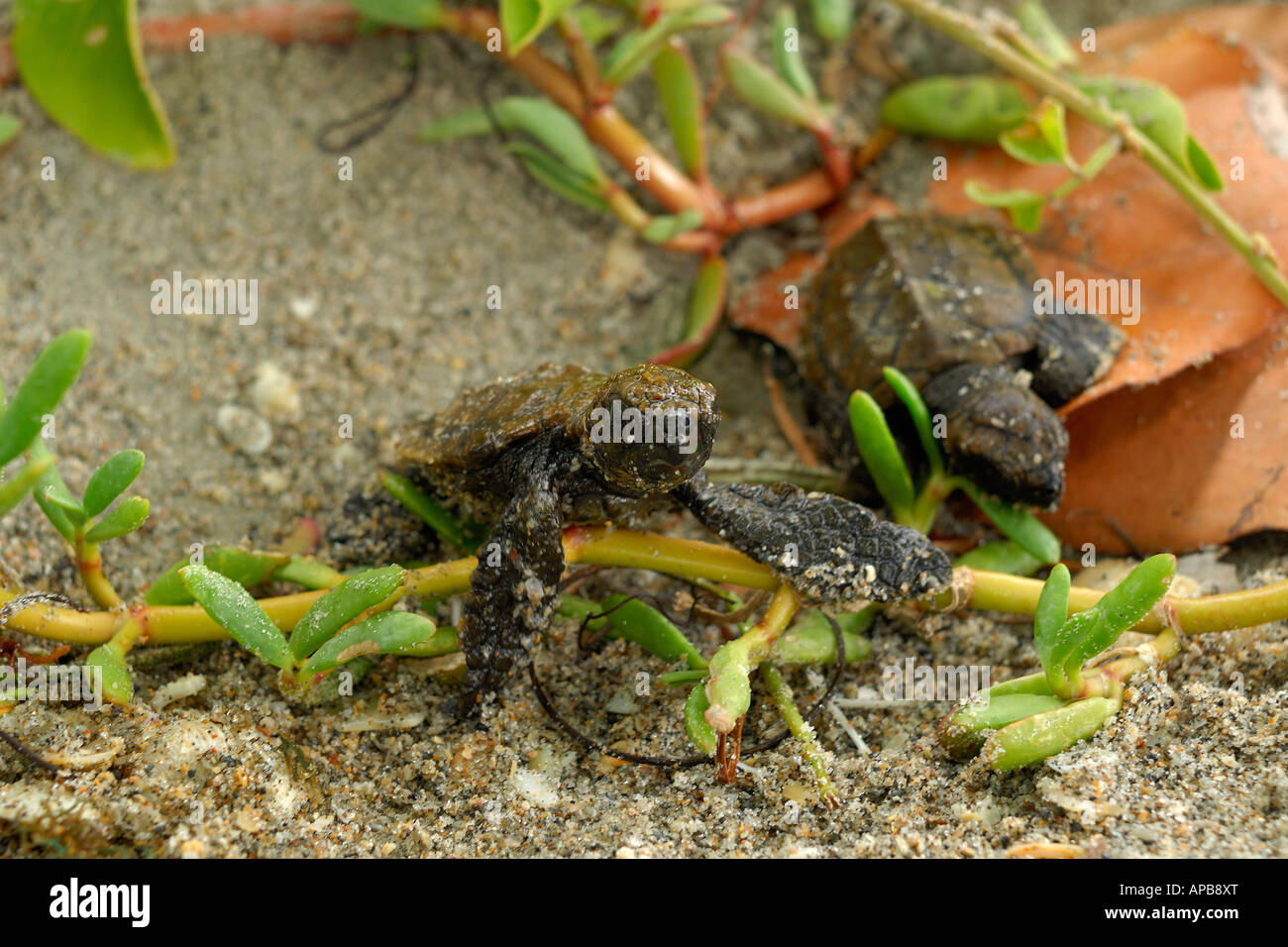 Hawskbill SEA TURTLE Eretmochelys imbricata Foto Stock