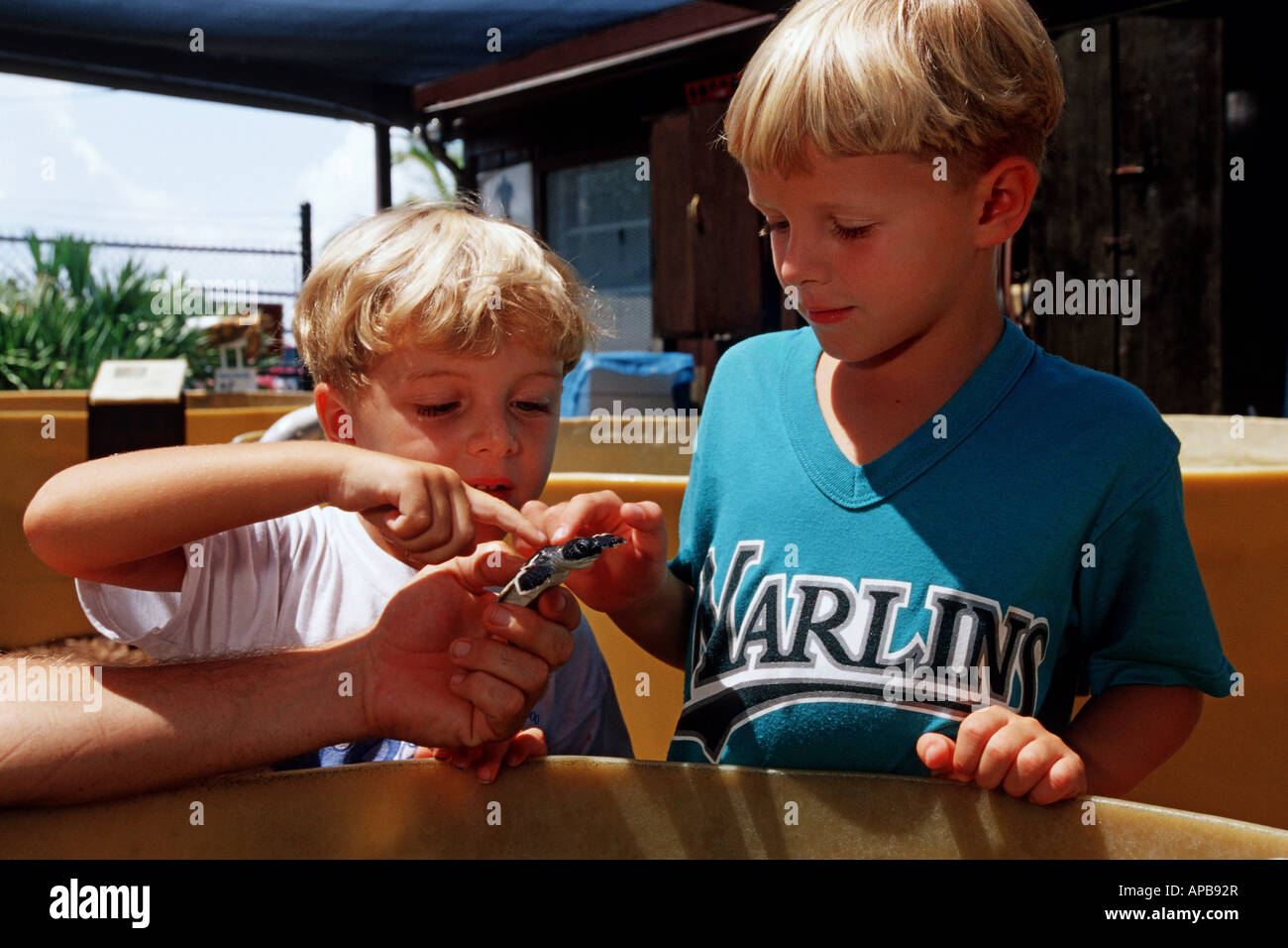 Tartaruga Verde la riabilitazione Foto Stock