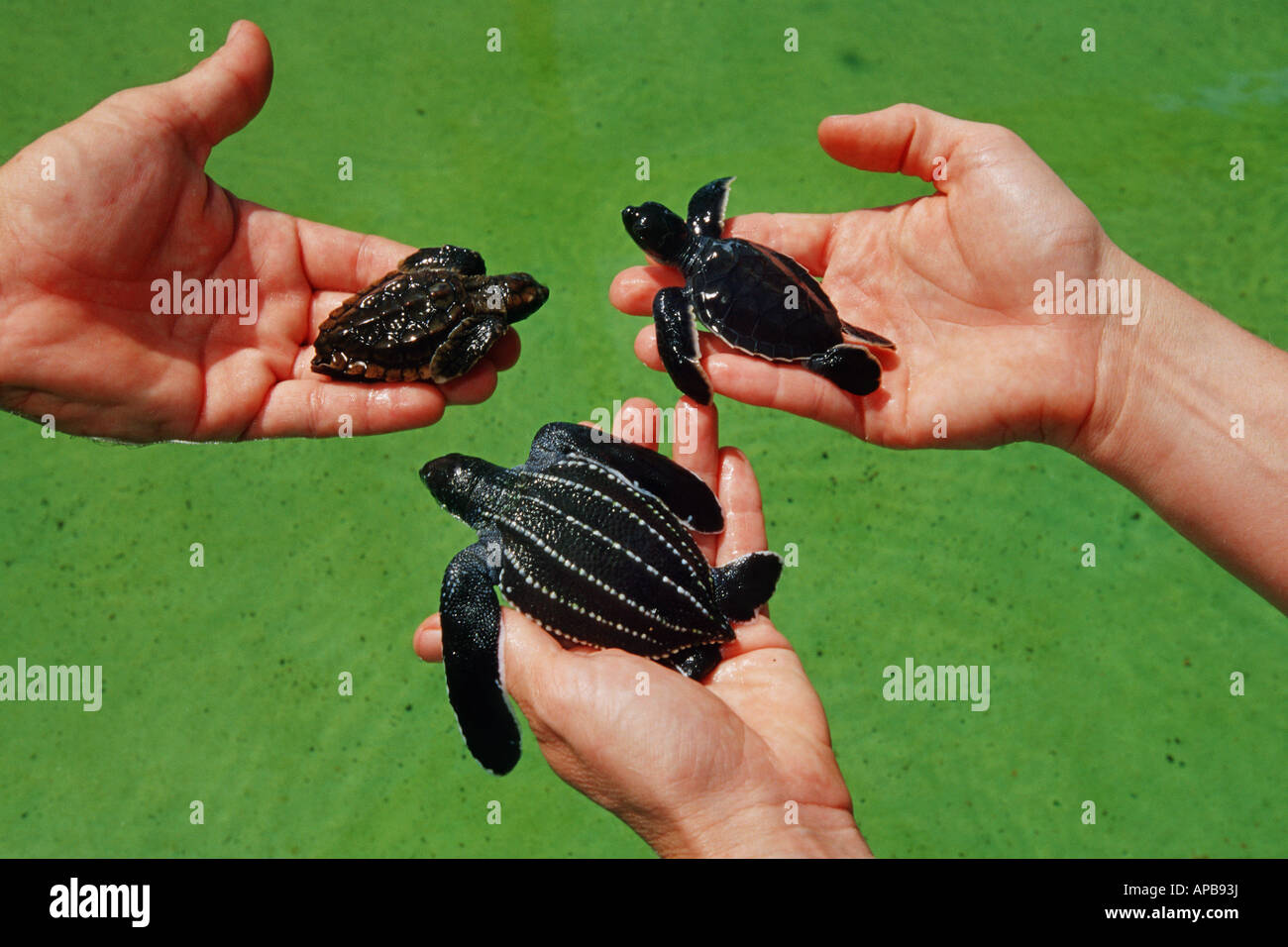 Sea Turtle confronto di tartaruga verde, tartaruga Caretta e la Tartaruga Liuto Foto Stock