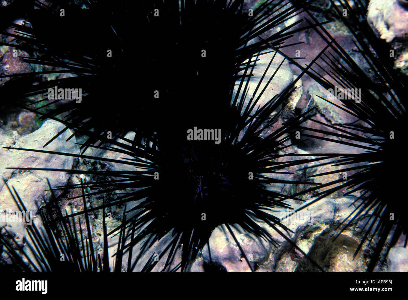 Lunga spined urchin Diadema mexicanum Foto Stock