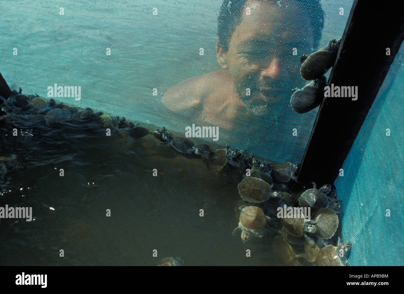 Amazzonico Progetto Chelonious dipendenti tenere bambino tartarughe in vivai dal fiume Brasile Foto Stock