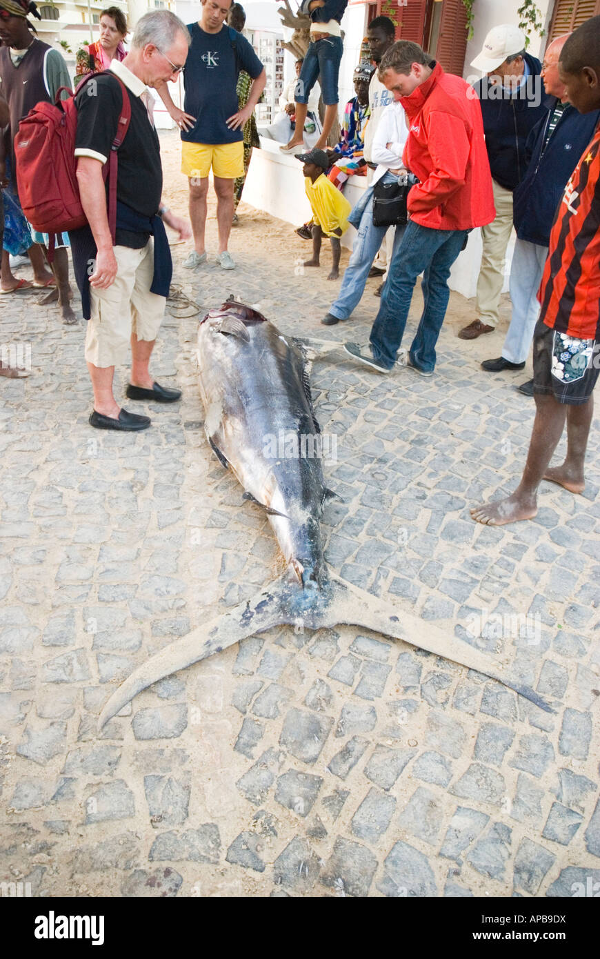 Un ritratto a colori immagine di un appena catturati Marlin azzurro Pesce con una folla di persone raccolte intorno a Santa Maria,Isole di Capo Verde. Foto Stock