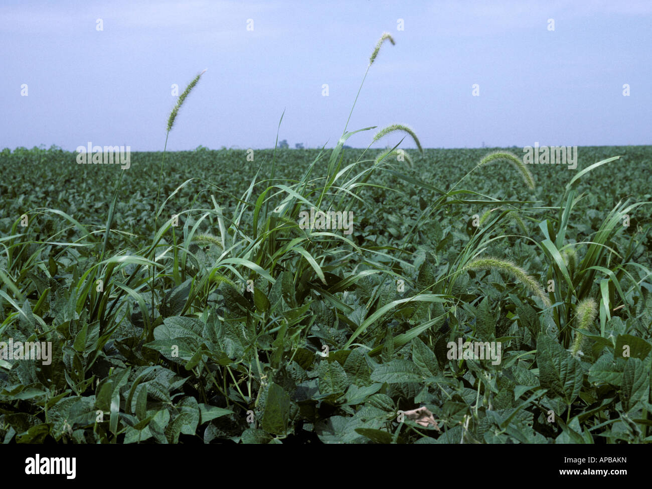 Coda di volpe gigante erba Setaria faberi fioritura in una metà del raccolto di soia Foto Stock