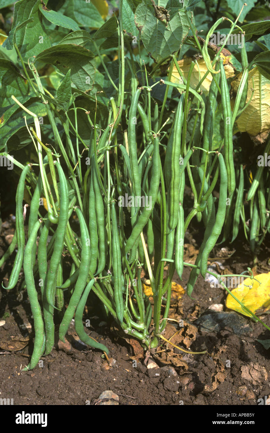 Coppia di pods di verde o stringa francese Fagioli Phaseolus vulgaris varietà Narbonne Foto Stock