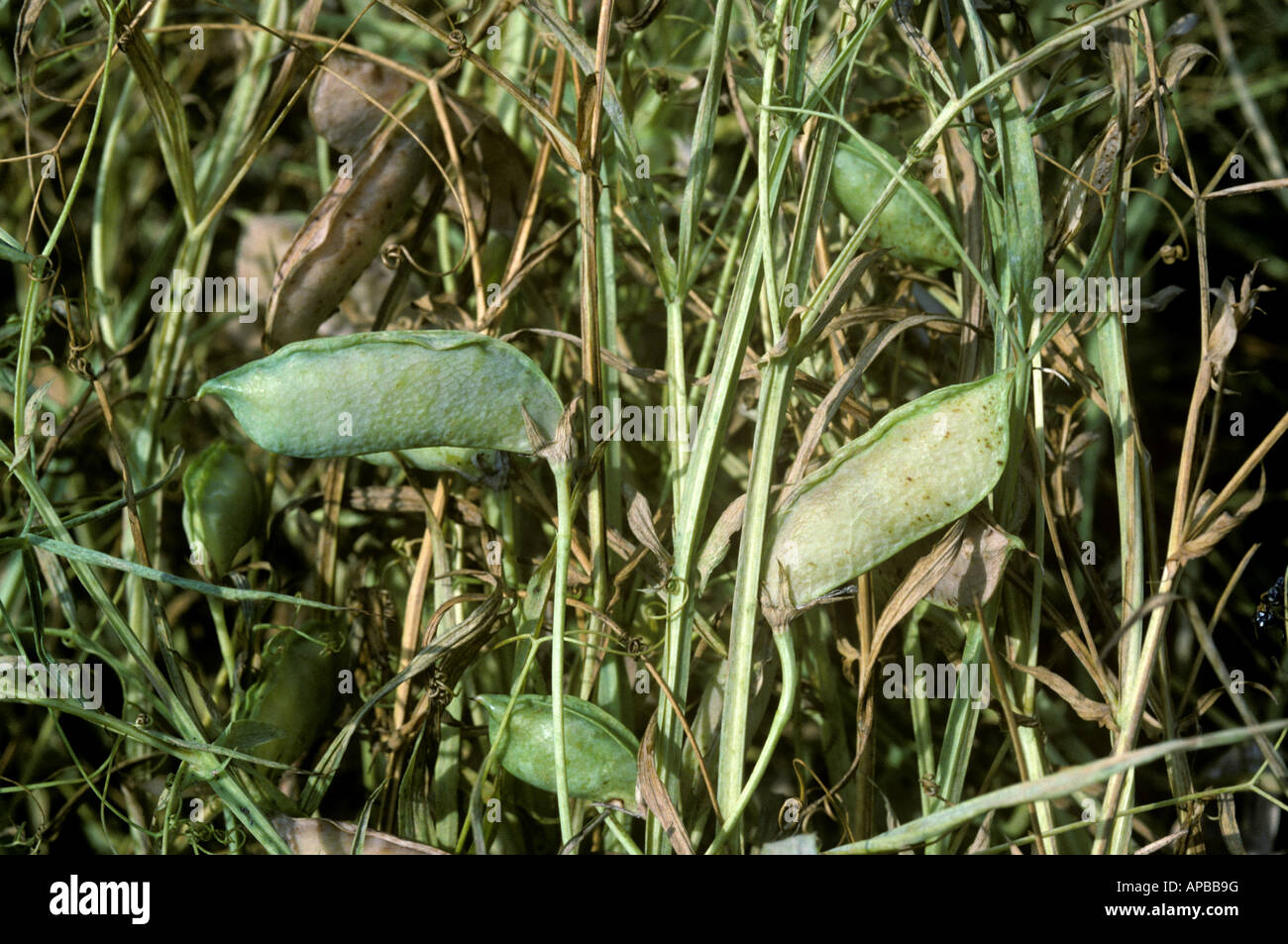 Erba pea Lathyrus sativus pod utilizzato come foraggio o alternativa di cibo nelle aree povere Foto Stock