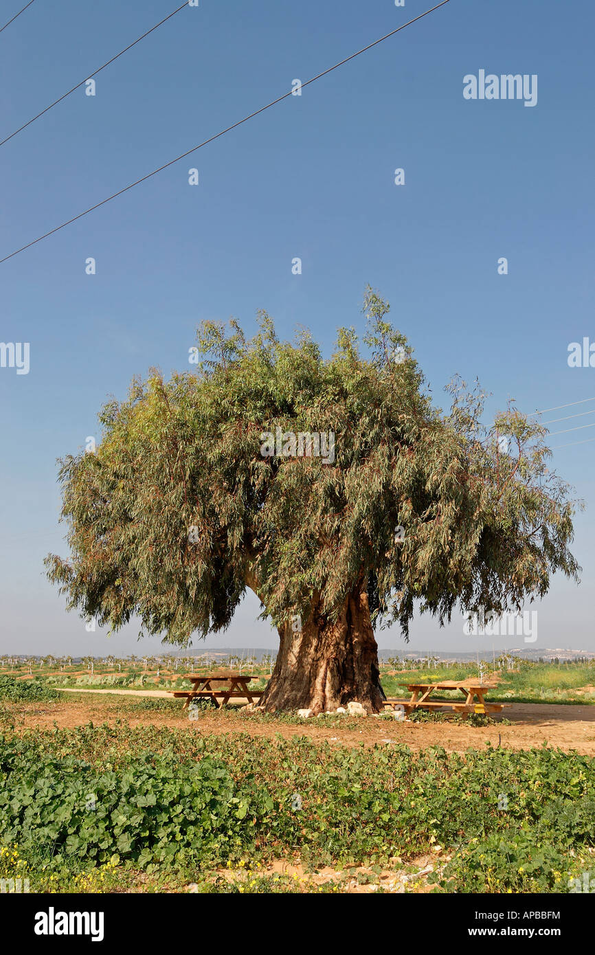 Israele Sharon regione eucalipto Eucalyptus camaldulensis in Mishmarot Foto Stock