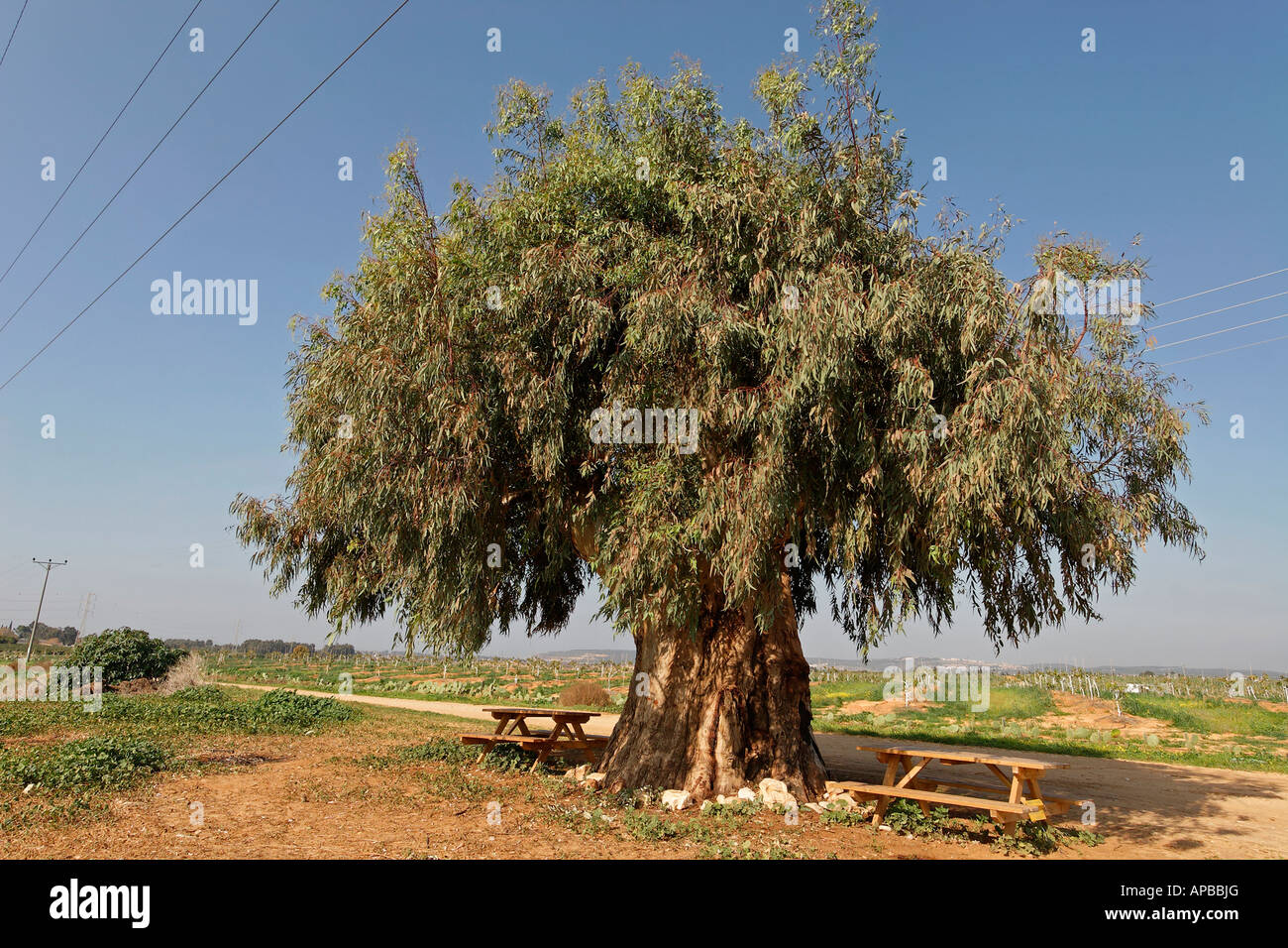 Israele Sharon regione eucalipto Eucalyptus camaldulensis in Mishmarot Foto Stock