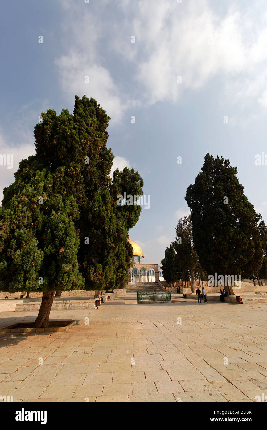 Israele Gerusalemme cipressi sul Monte del Tempio Foto Stock