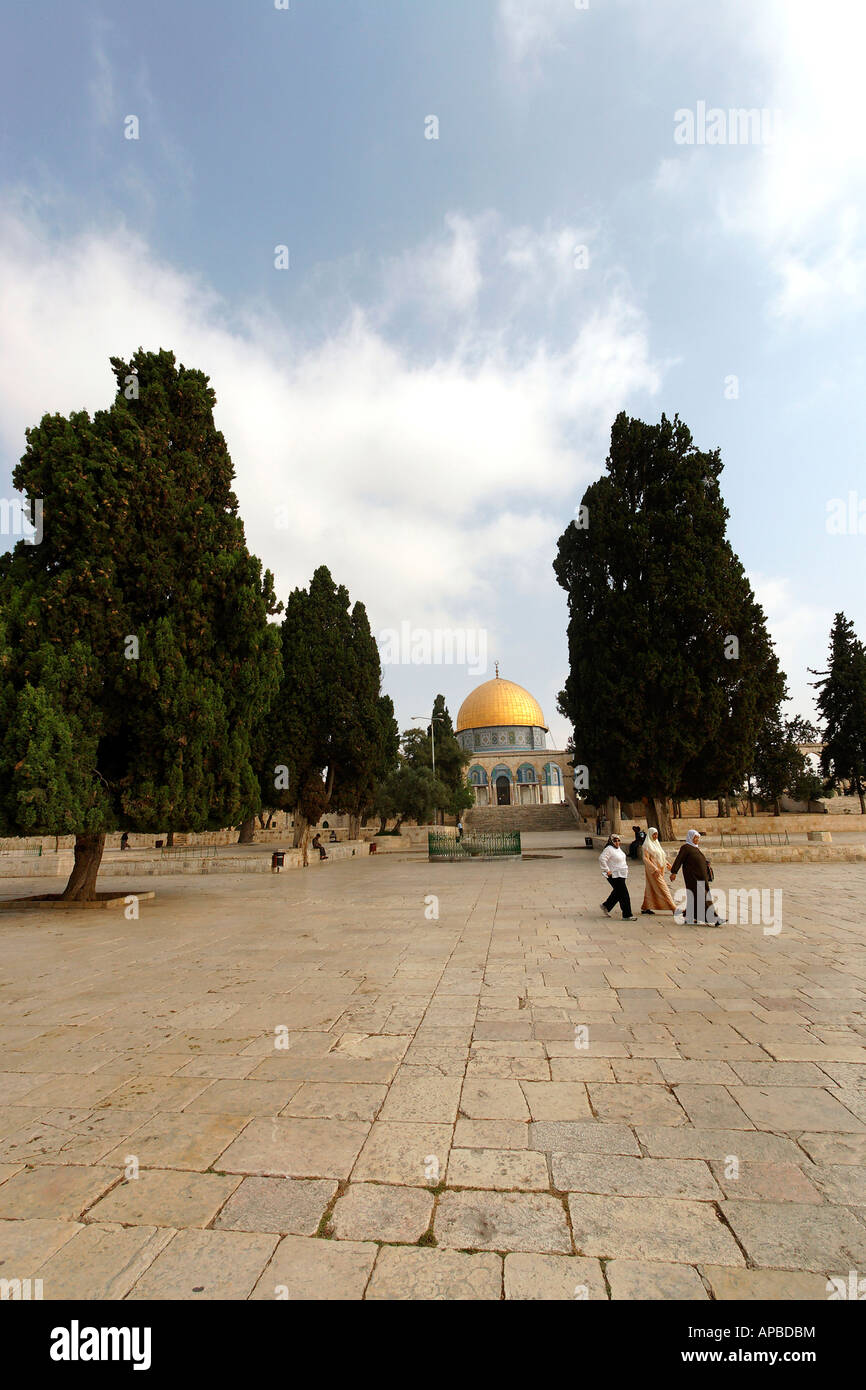 Israele Gerusalemme cipressi sul Monte del Tempio Foto Stock