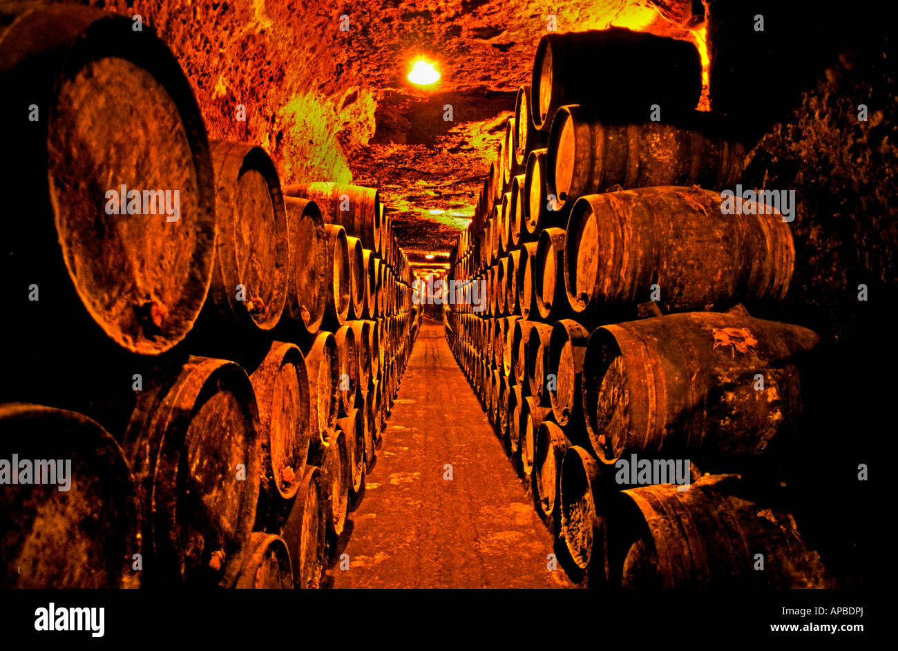 Spagna Rioja vino Foto Stock