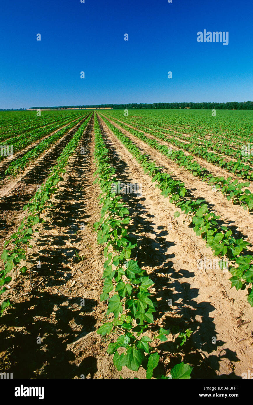 Ampio campo di crescita precoce coltivazione convenzionale il cotone al 7-8 stadio fogliare in tardo pomeriggio light / Mississippi, Stati Uniti d'America. Foto Stock