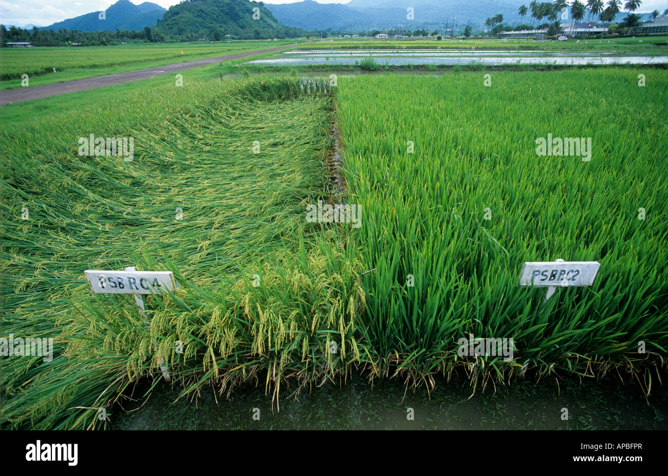 Dimostrazione di riso tenute con breve strawed varietà rispetto al normale che è appiattito Foto Stock