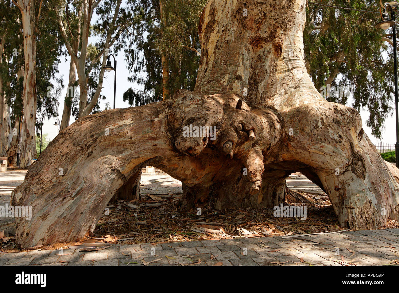 Israele Sharon regione eucalipto in o Akiva Foto Stock