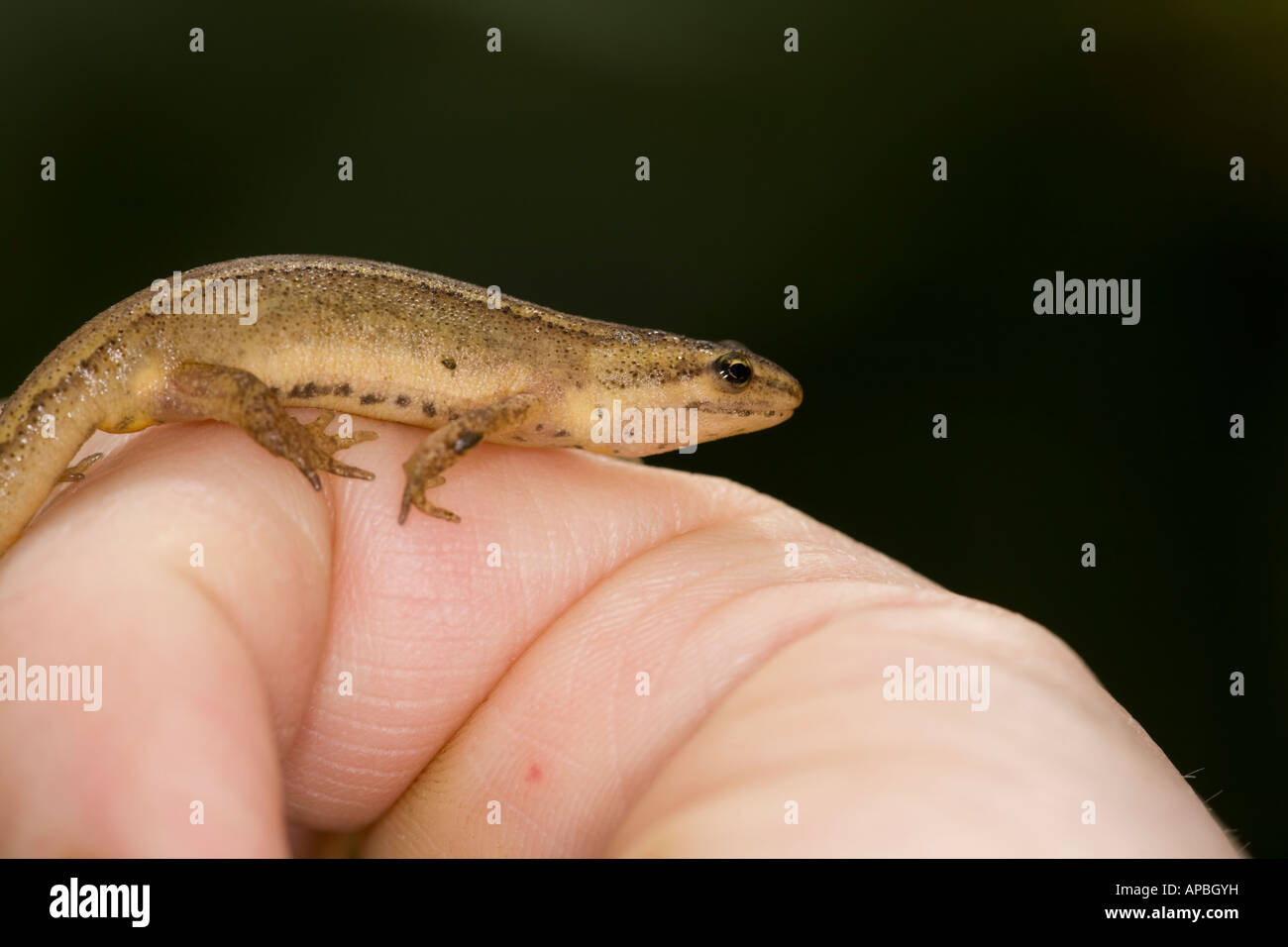 Buon newt Triturus vulgaris sulla mano d'uomo Foto Stock