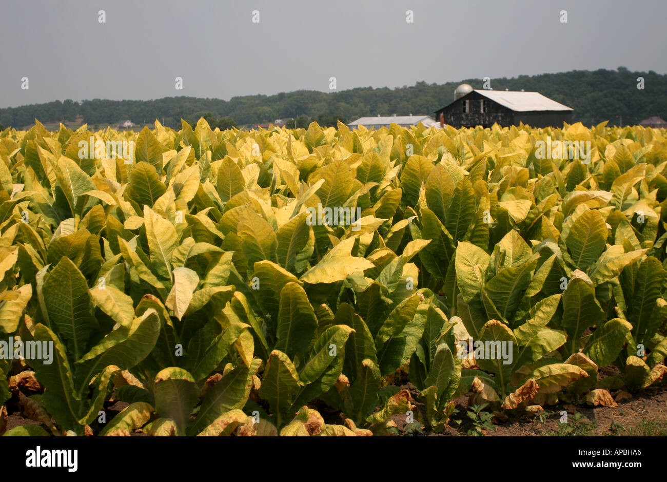 Foglie di tabacco in campo vegetale farm Kentucky negli Stati Uniti sigaretta smokeing Foto Stock