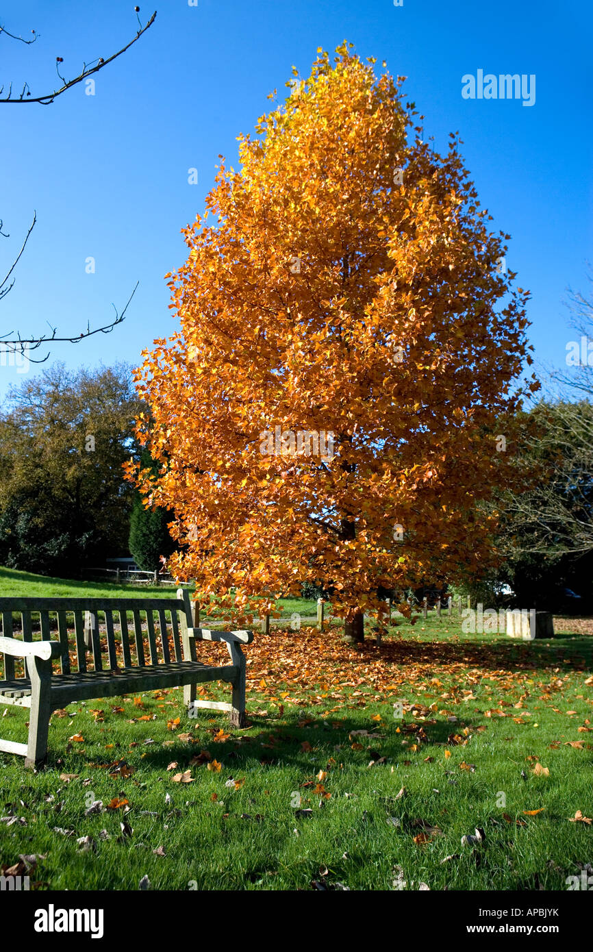 Vivid autunno fogliame degli alberi con una panchina nel parco in primo piano Foto Stock