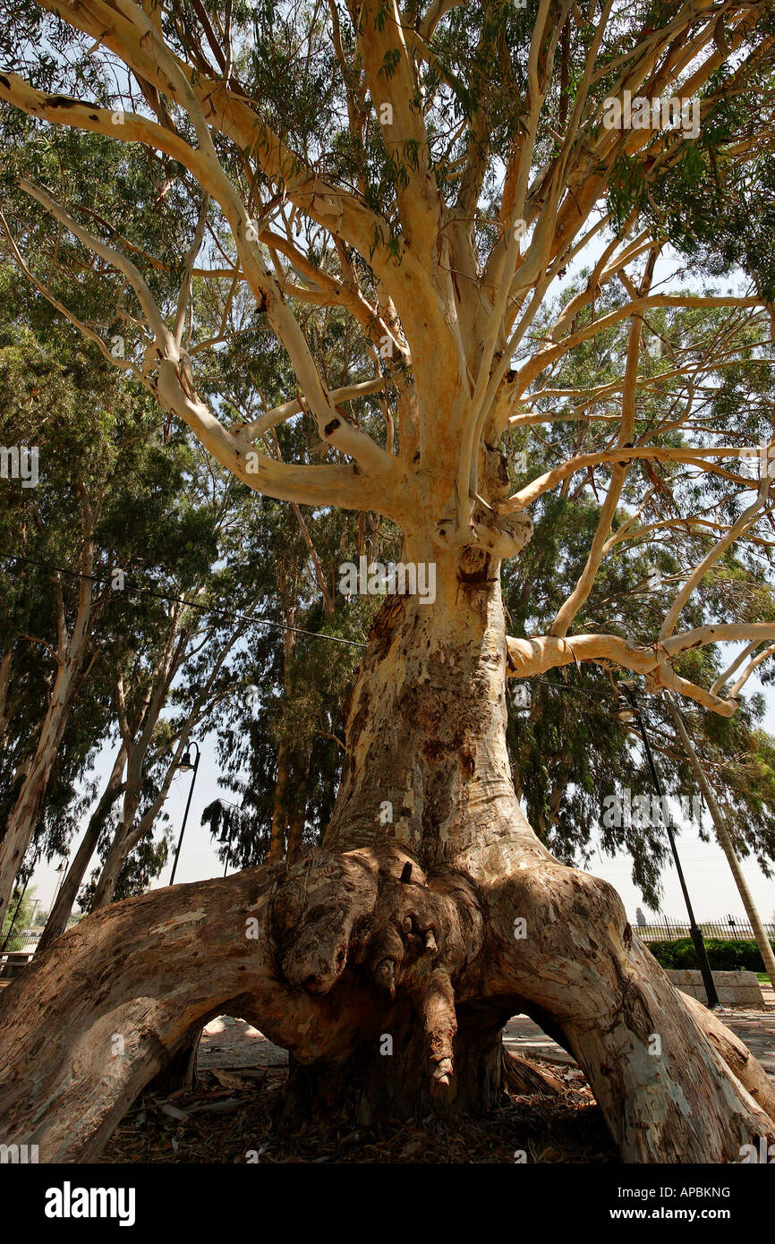 Israele Sharon regione eucalipto in o Akiva Foto Stock
