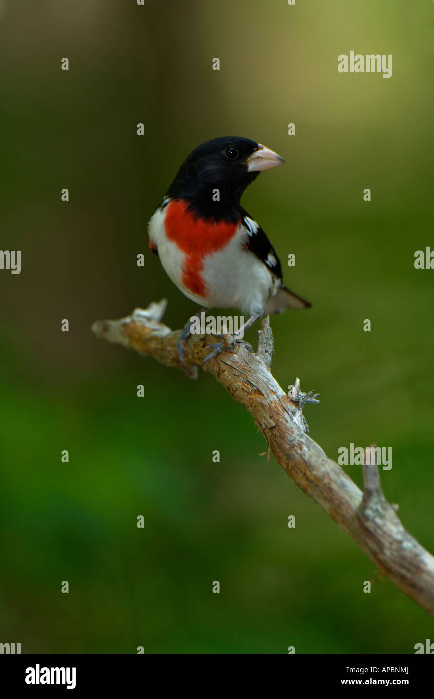 Un maschio di Rose breasted Grosbeak appollaiato su un arto Foto Stock