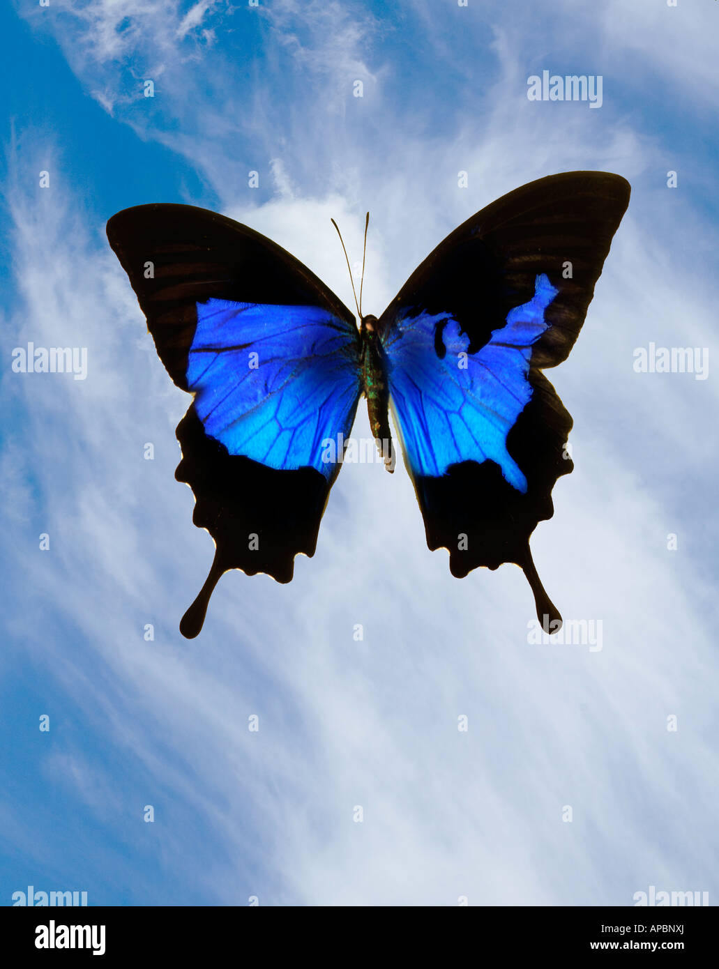 Blue Butterfly con mappa degli Stati Uniti come il pattern in ali verde della natura politica ci America Stati Uniti paese di forma Foto Stock
