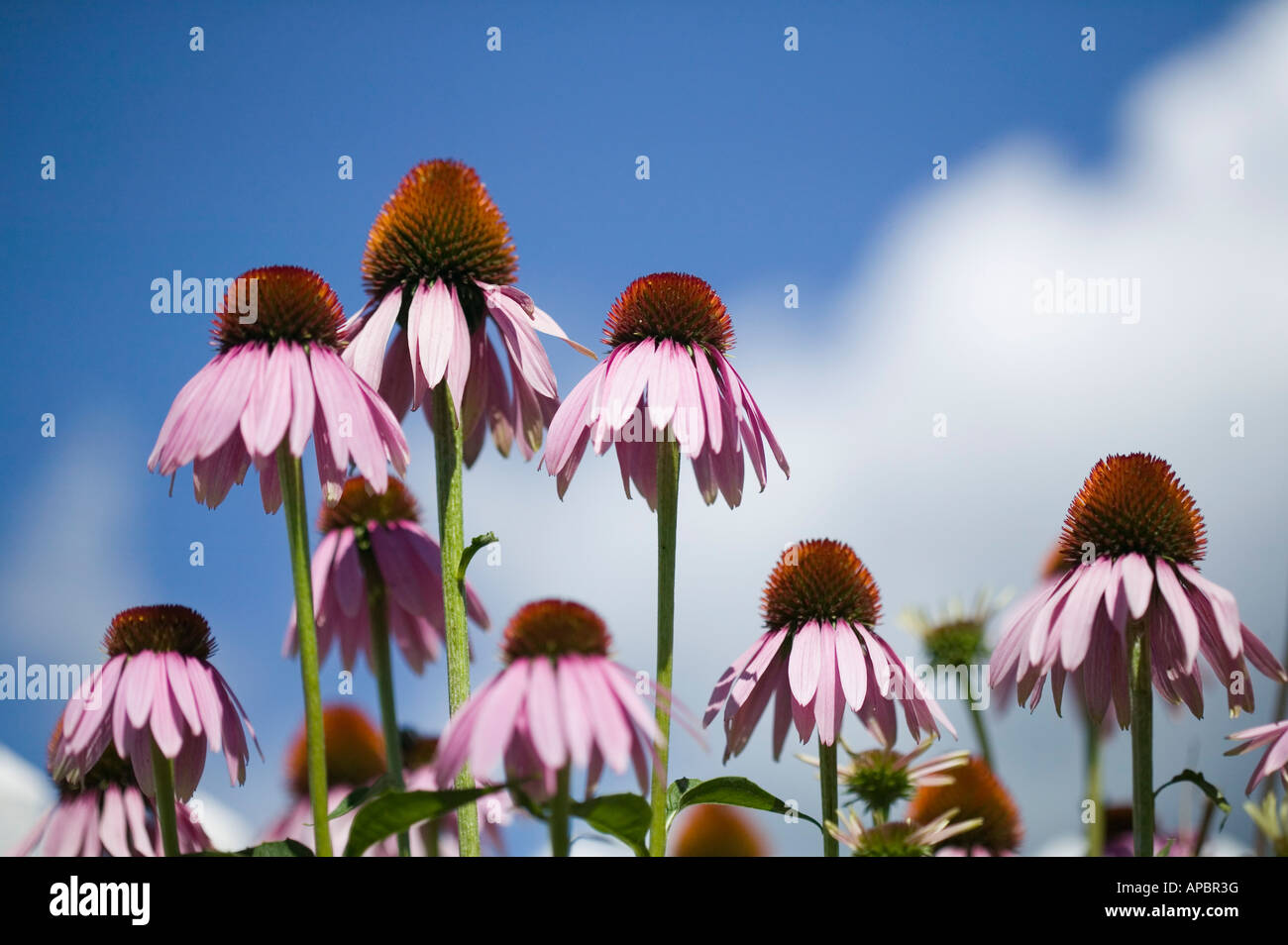 Echinacea purpurea fiori a cono in Butterfly giardino di erbe fiori perenni con sky in background Foto Stock