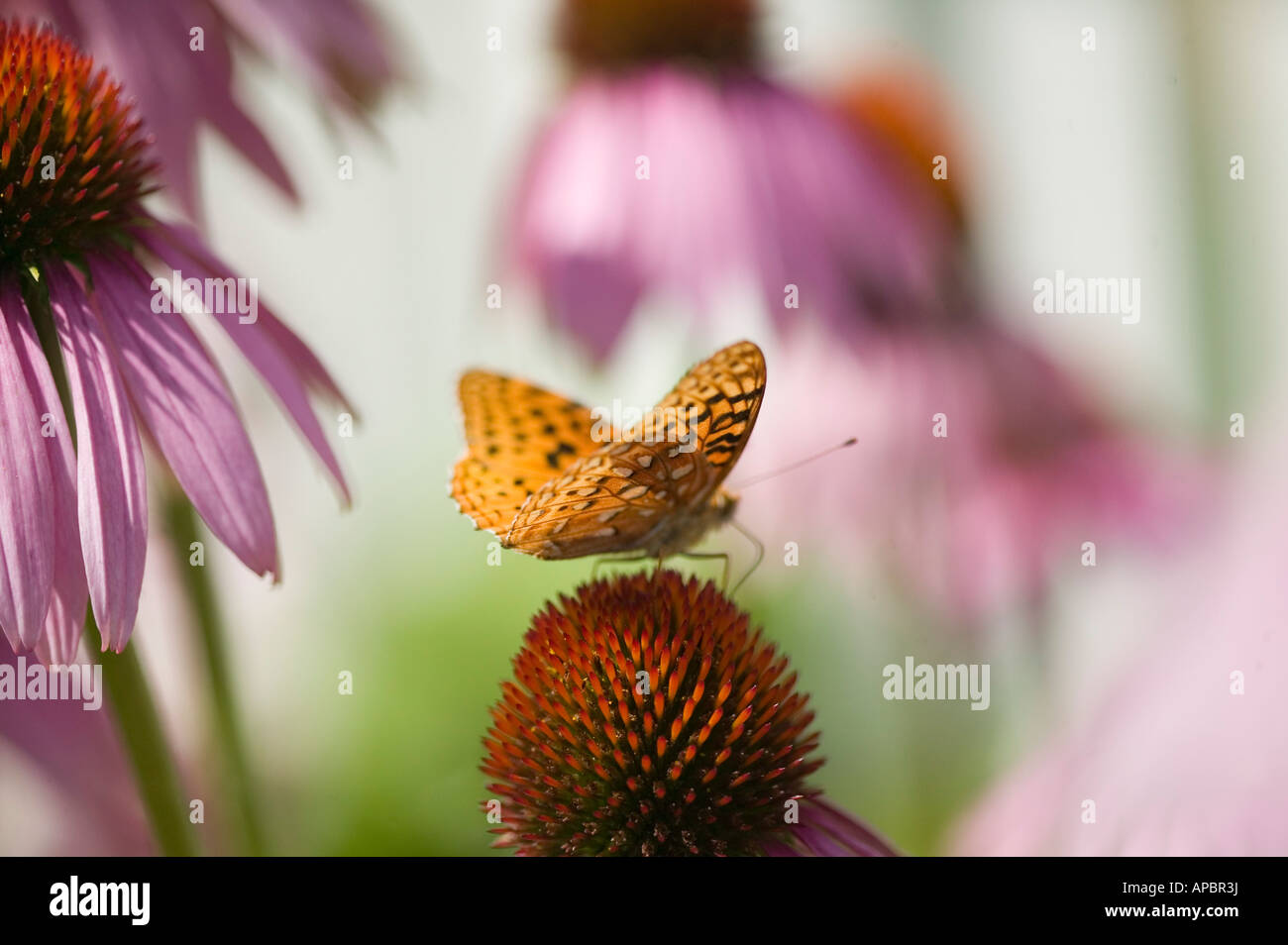 Terre di farfalla sul Echinacea purpurea fiore cono in Butterfly giardino di erbe fiori perenni Foto Stock