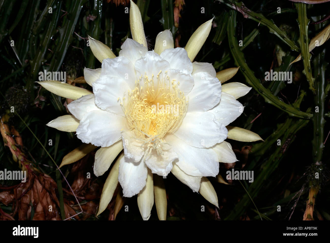 Regina della notte // vaniglia dolce e profumata di Cactus/ notte-blooming Cereus - Selenicereus grandiflora- Famiglia Cactaceae Foto Stock